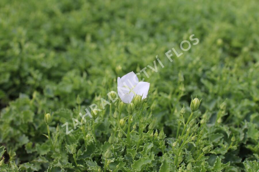 Zvonek karpatský 'Avida White' - Campanula carpatica 'Avida White'