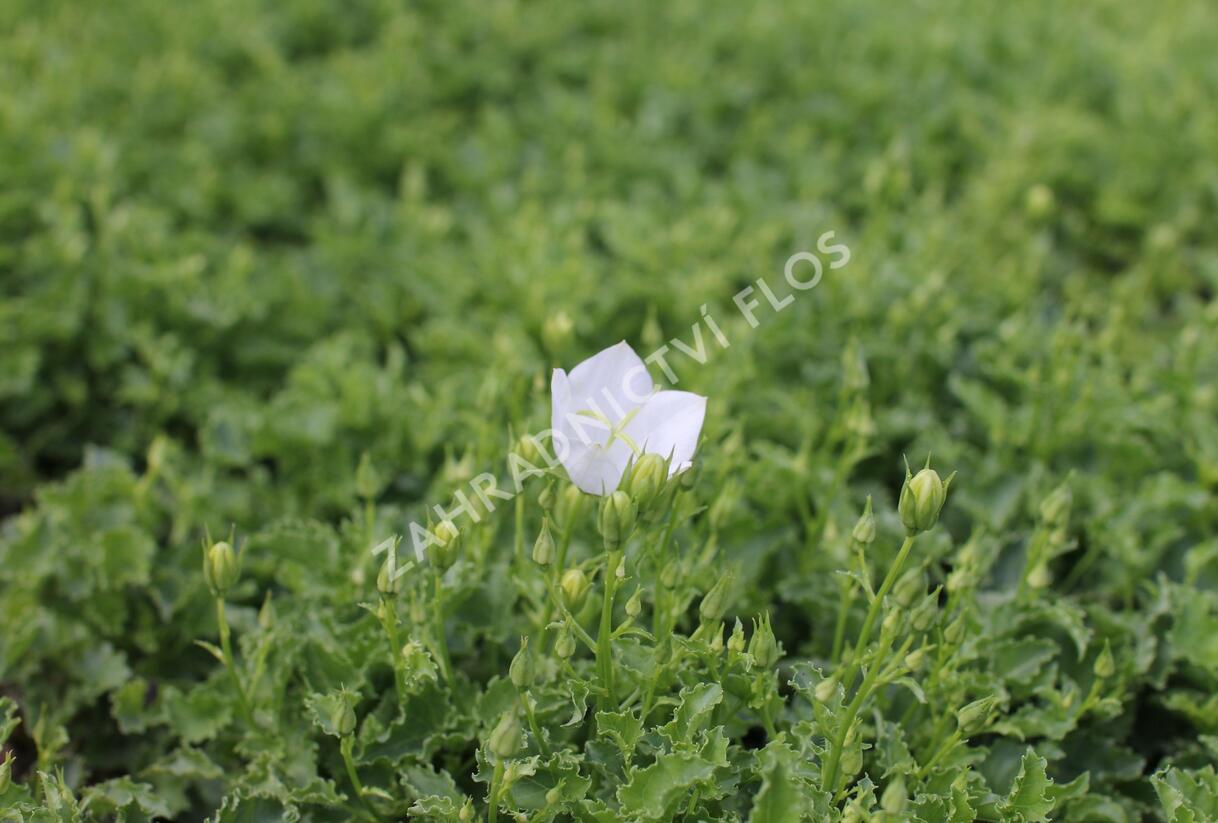 Zvonek karpatský 'Avida White' - Campanula carpatica 'Avida White'