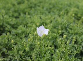 Zvonek karpatský 'Avida White' - Campanula carpatica 'Avida White'