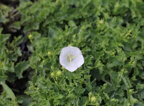 Zvonek karpatský 'Avida White' - Campanula carpatica 'Avida White'