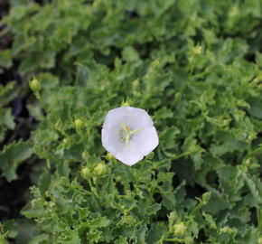Zvonek karpatský 'Avida White' - Campanula carpatica 'Avida White'