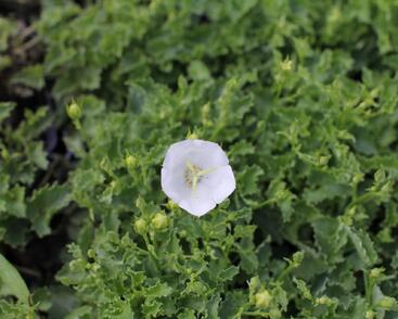 Zvonek karpatský 'Avida White'