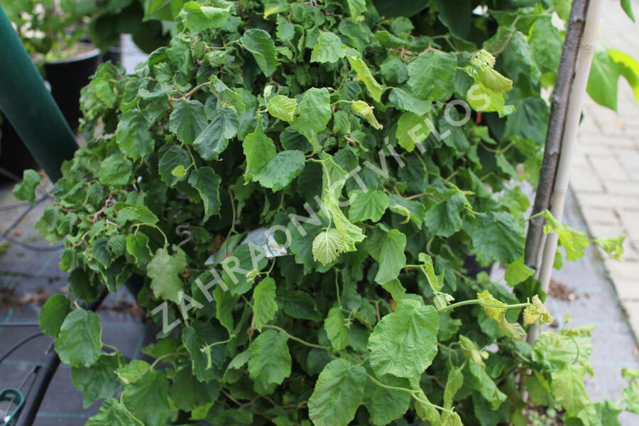 Líska obecná 'Medusa' - Corylus avellana 'Medusa'