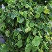 Líska obecná 'Medusa' - Corylus avellana 'Medusa'