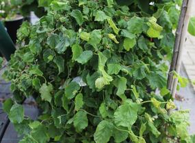 Líska obecná 'Medusa' - Corylus avellana 'Medusa'
