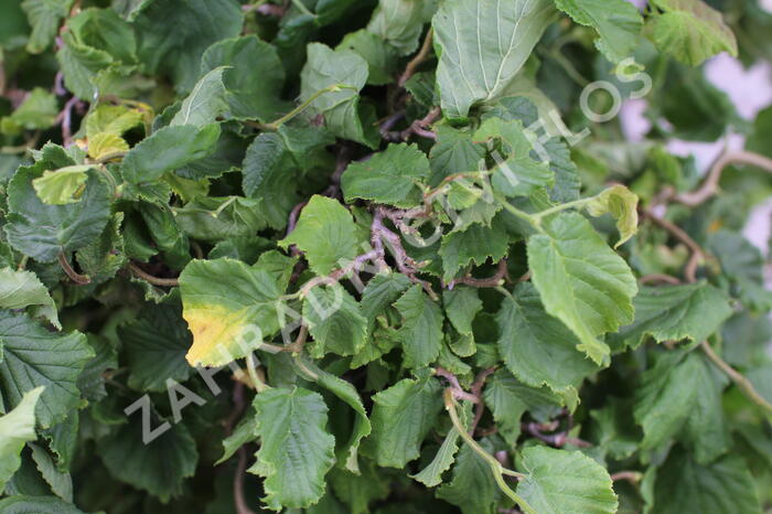 Líska obecná 'Medusa' - Corylus avellana 'Medusa'