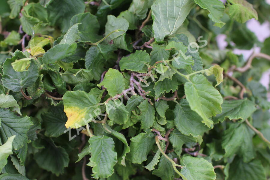 Líska obecná 'Medusa' - Corylus avellana 'Medusa'