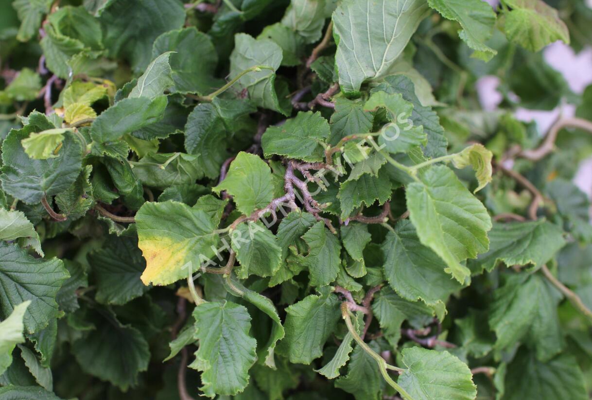 Líska obecná 'Medusa' - Corylus avellana 'Medusa'
