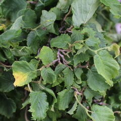 Líska obecná 'Medusa' - Corylus avellana 'Medusa'