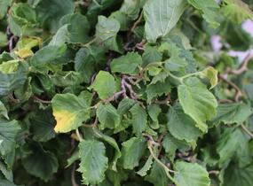 Líska obecná 'Medusa' - Corylus avellana 'Medusa'