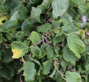 Líska obecná 'Medusa' - Corylus avellana 'Medusa'