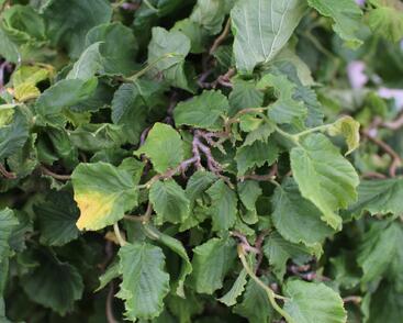 Líska obecná 'Medusa'