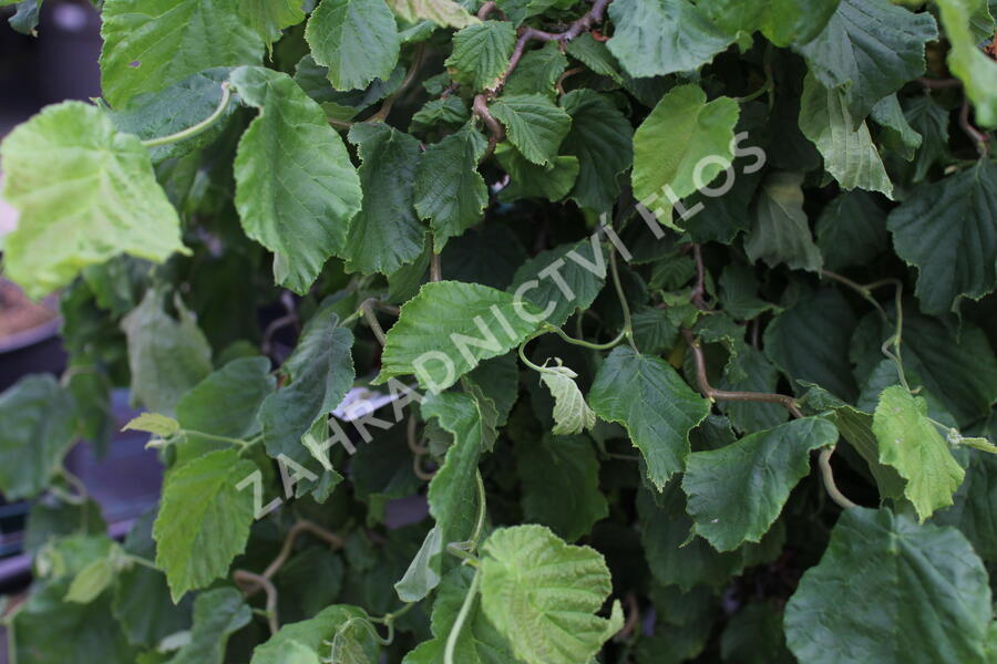 Líska obecná 'Medusa' - Corylus avellana 'Medusa'