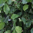 Líska obecná 'Medusa' - Corylus avellana 'Medusa'