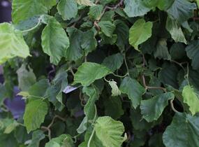 Líska obecná 'Medusa' - Corylus avellana 'Medusa'
