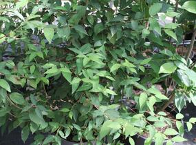Kalina japonská 'Kilimandjaro Sunrise' - Viburnum plicatum 'Kilimandjaro Sunrise'