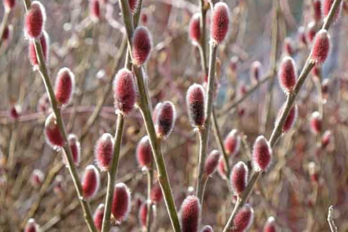 Vrba štíhlopestíková 'Mount Aso' - Salix gracilistyla 'Mount Aso'