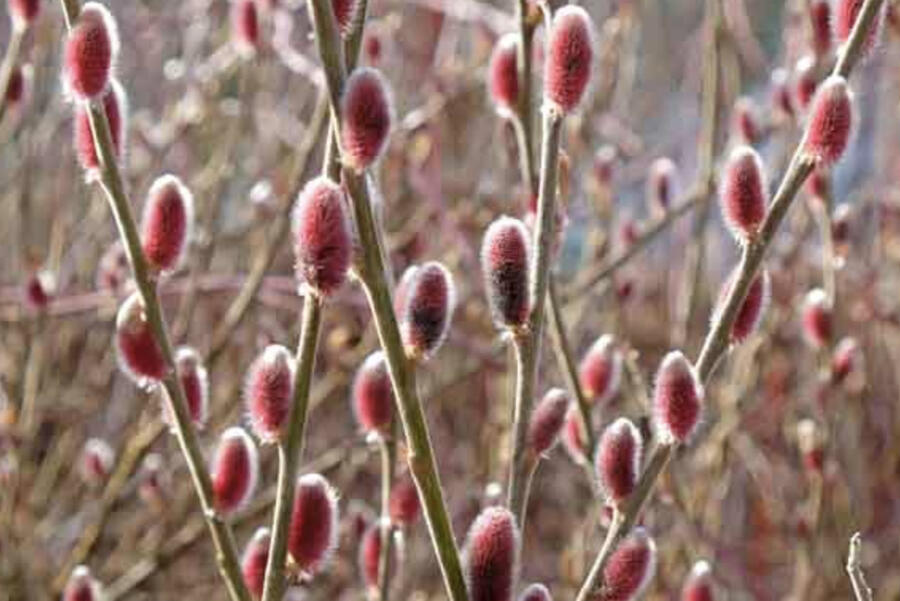 Vrba štíhlopestíková 'Mount Aso' - Salix gracilistyla 'Mount Aso'