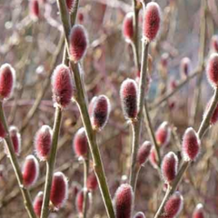 Vrba štíhlopestíková 'Mount Aso' - Salix gracilistyla 'Mount Aso'