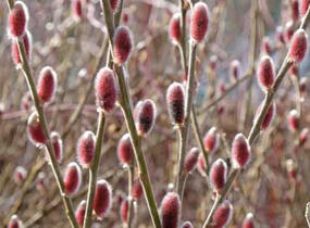 Vrba štíhlopestíková 'Mount Aso' - Salix gracilistyla 'Mount Aso'
