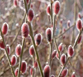Vrba štíhlopestíková 'Mount Aso' - Salix gracilistyla 'Mount Aso'