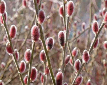 Vrba štíhlopestíková 'Mount Aso'