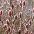 Salix gractilistyla 'Mount Aso'.png
