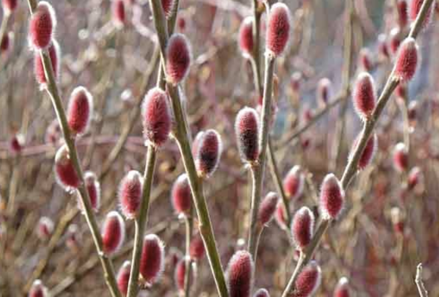 Vrba štíhlopestíková 'Mount Aso' - Salix gracilistyla 'Mount Aso'