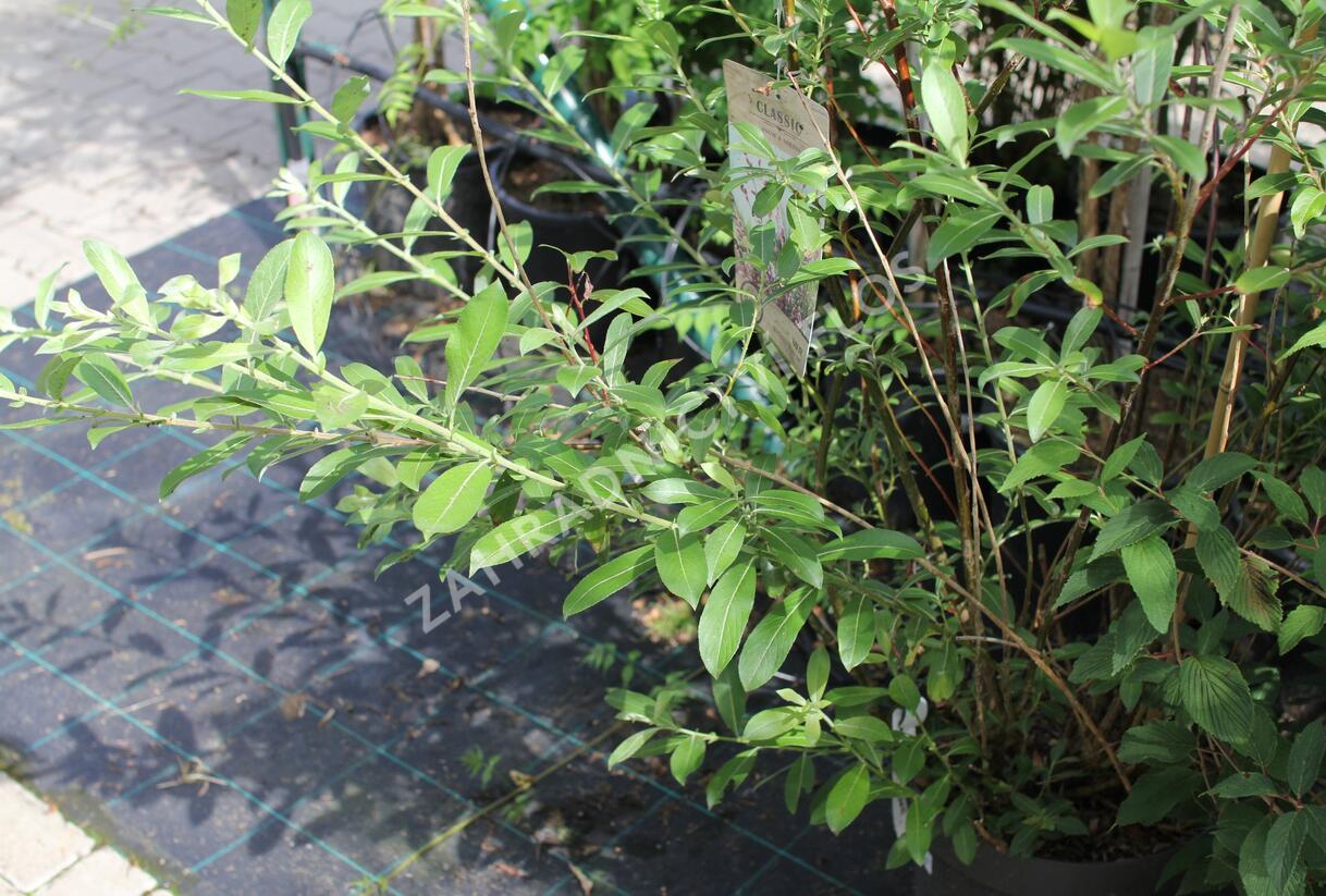 Vrba štíhlopestíková 'Mount Aso' - Salix gracilistyla 'Mount Aso'