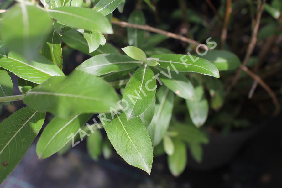 Vrba štíhlopestíková 'Mount Aso' - Salix gracilistyla 'Mount Aso'