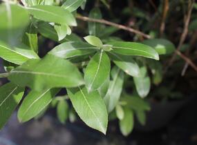 Vrba štíhlopestíková 'Mount Aso' - Salix gracilistyla 'Mount Aso'