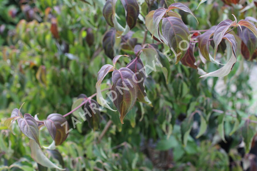 Dřín japonský 'Cappucino' - Cornus kousa 'Cappucino'
