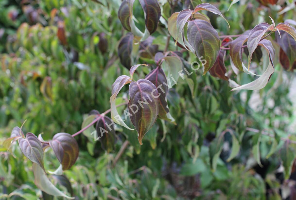Dřín japonský 'Cappucino' - Cornus kousa 'Cappucino'