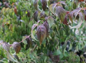 Dřín japonský 'Cappucino' - Cornus kousa 'Cappucino'