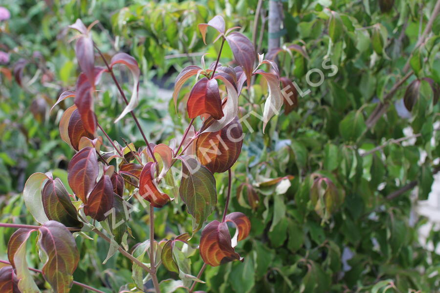 Dřín japonský 'Cappucino' - Cornus kousa 'Cappucino'