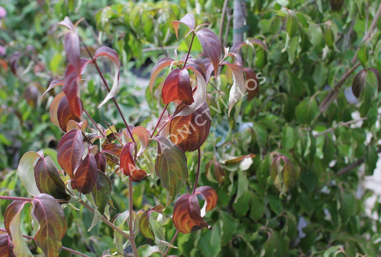 Dřín japonský 'Cappucino' - Cornus kousa 'Cappucino'