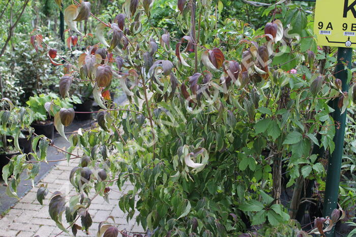 Dřín japonský 'Cappucino' - Cornus kousa 'Cappucino'
