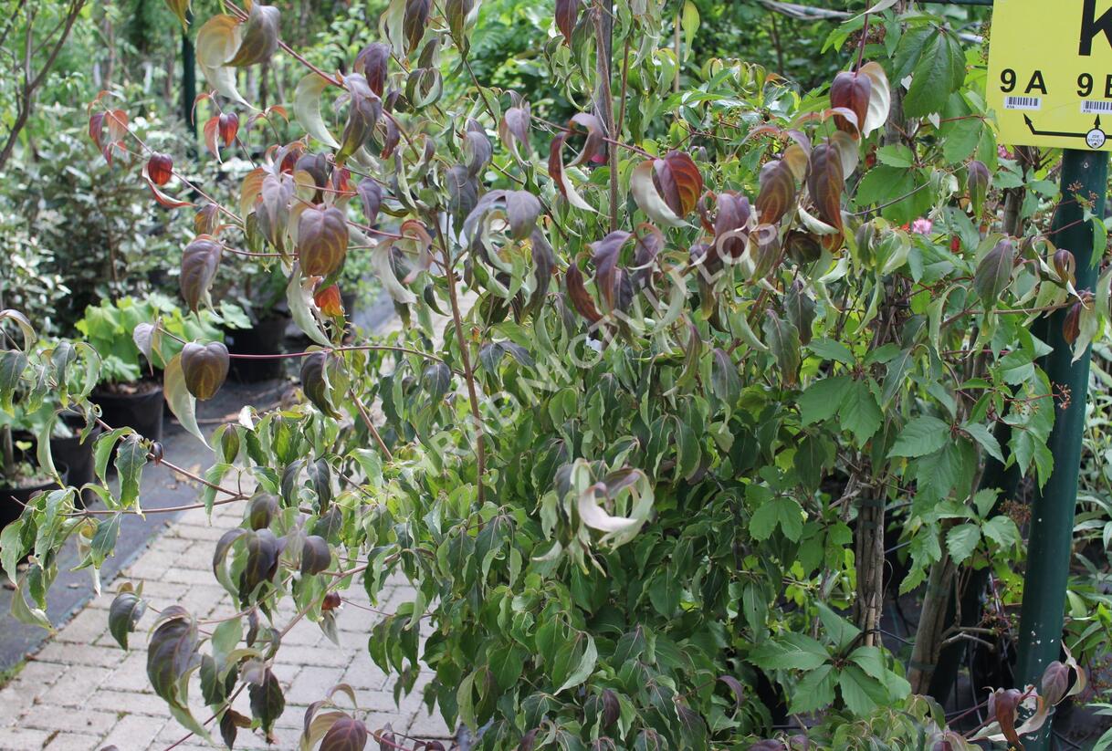 Dřín japonský 'Cappucino' - Cornus kousa 'Cappucino'