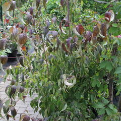 Dřín japonský 'Cappucino' - Cornus kousa 'Cappucino'