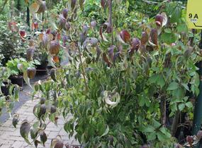 Dřín japonský 'Cappucino' - Cornus kousa 'Cappucino'