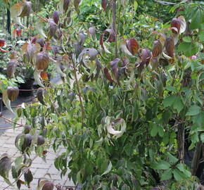 Dřín japonský 'Cappucino' - Cornus kousa 'Cappucino'