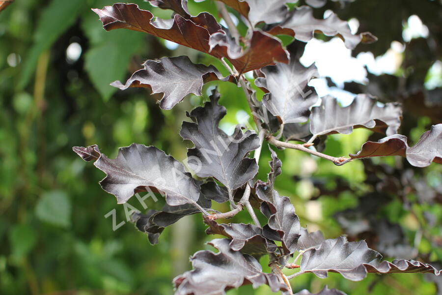 Buk lesní 'Rohan Red Weeping' - Fagus sylvatica 'Rohan Red Weeping'