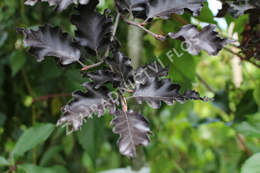 Buk lesní 'Rohan Red Weeping' - Fagus sylvatica 'Rohan Red Weeping'
