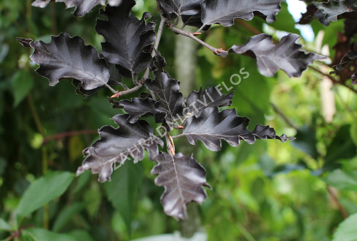 Buk lesní 'Rohan Red Weeping' - Fagus sylvatica 'Rohan Red Weeping'