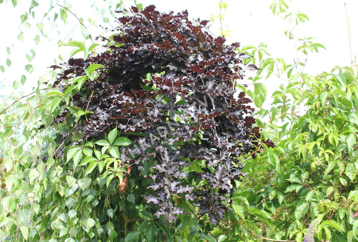 Buk lesní 'Rohan Red Weeping' - Fagus sylvatica 'Rohan Red Weeping'