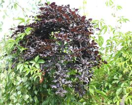 Buk lesní 'Rohan Red Weeping'