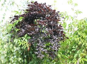 Buk lesní 'Rohan Red Weeping' - Fagus sylvatica 'Rohan Red Weeping'