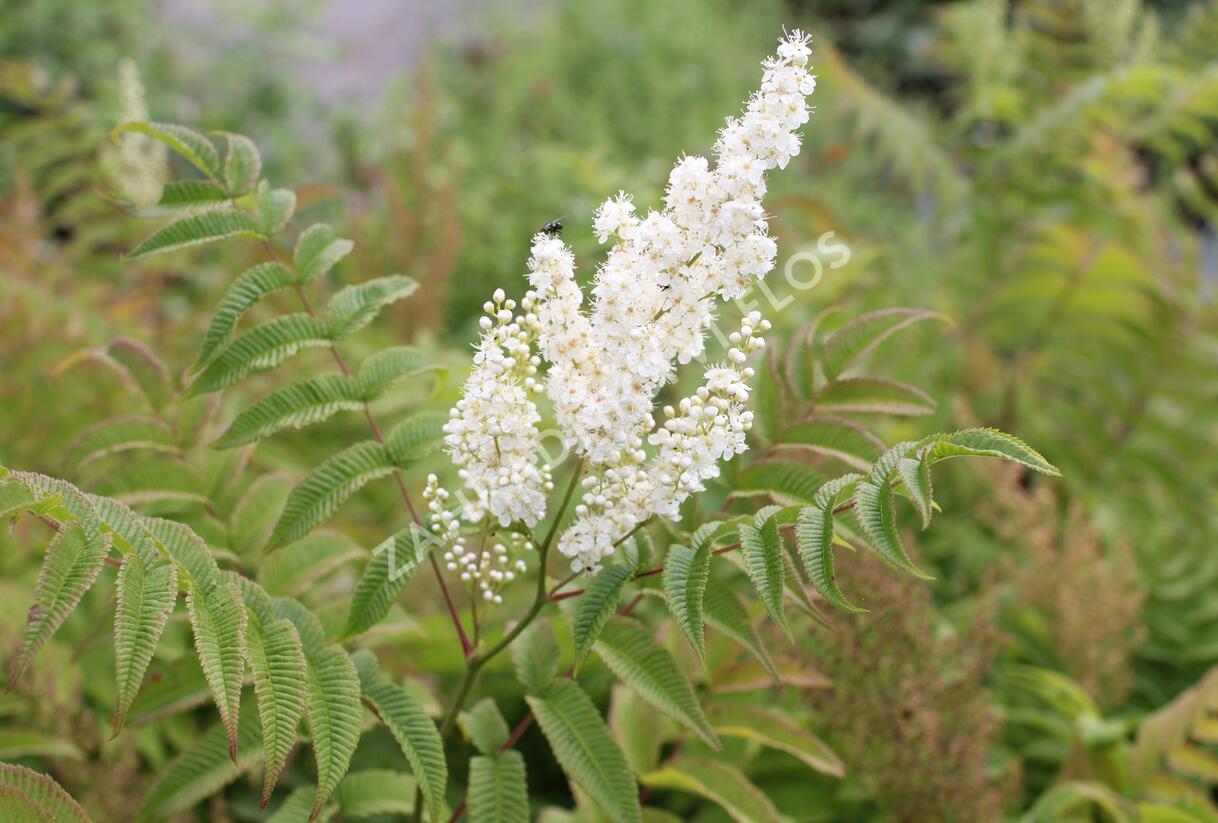 Tavolníkovec jeřábolistý - Sorbaria sorbifolia
