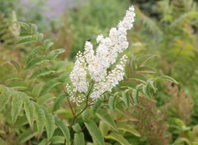 Tavolníkovec jeřábolistý - Sorbaria sorbifolia