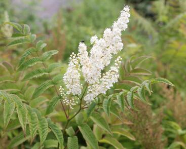 Tavolníkovec jeřábolistý